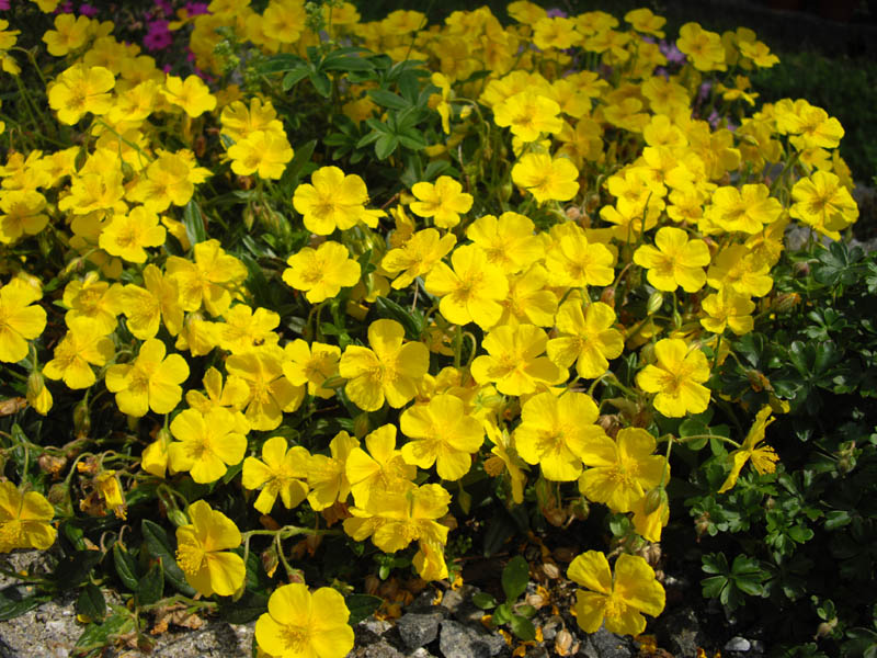 Helianthemum nummularium ssp grandiflorum photo